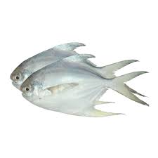 Paplet/Pomfret (8-10)