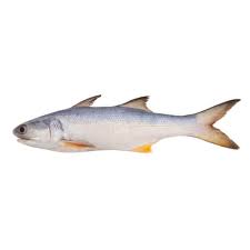 Indian Salmon