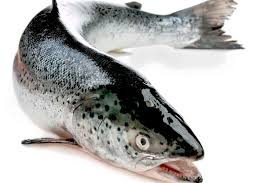 Norwegian Salmon