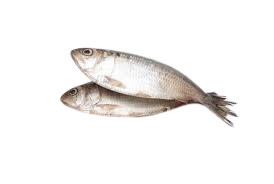 MONSOON SPECIAL Hilsa/Ferring (Bangladeshi)